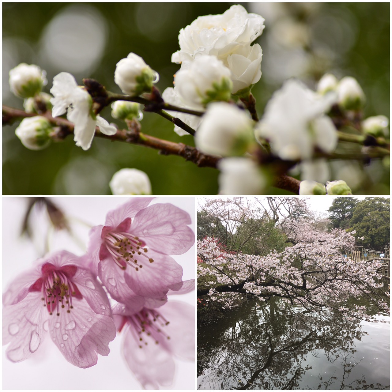 2016年4月　桜