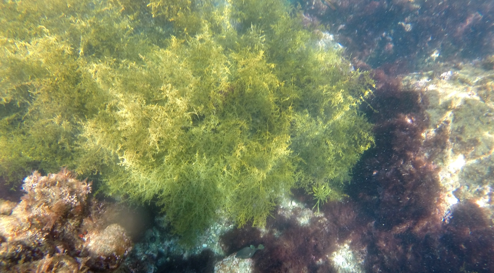 ヒリゾ浜　透明度15メートル　海中写真